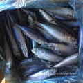 pacific mackerel အေးခဲငါး၏ လတ်ဆတ်သော သိပ္ပံအမည်